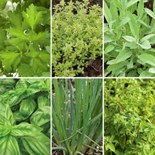 Herbs